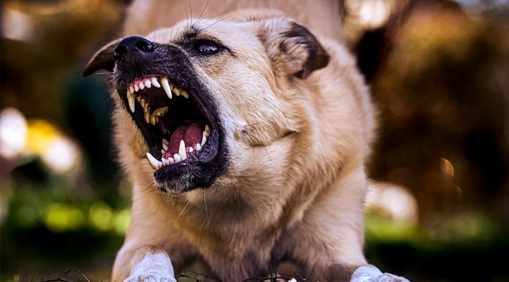 Comprehensive Guide to Hiring a Dog Bite Lawyer